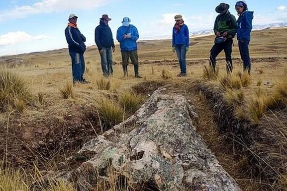 В Перу на безжизненном плато найдено ископаемое дерево возрастом 10 млн лет