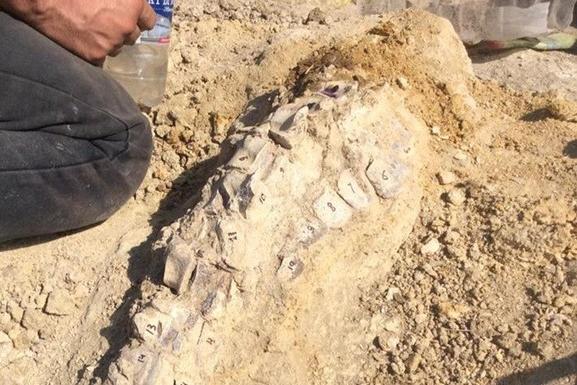 В Крыму случайно нашли останки кита возрастом около 10 млн лет