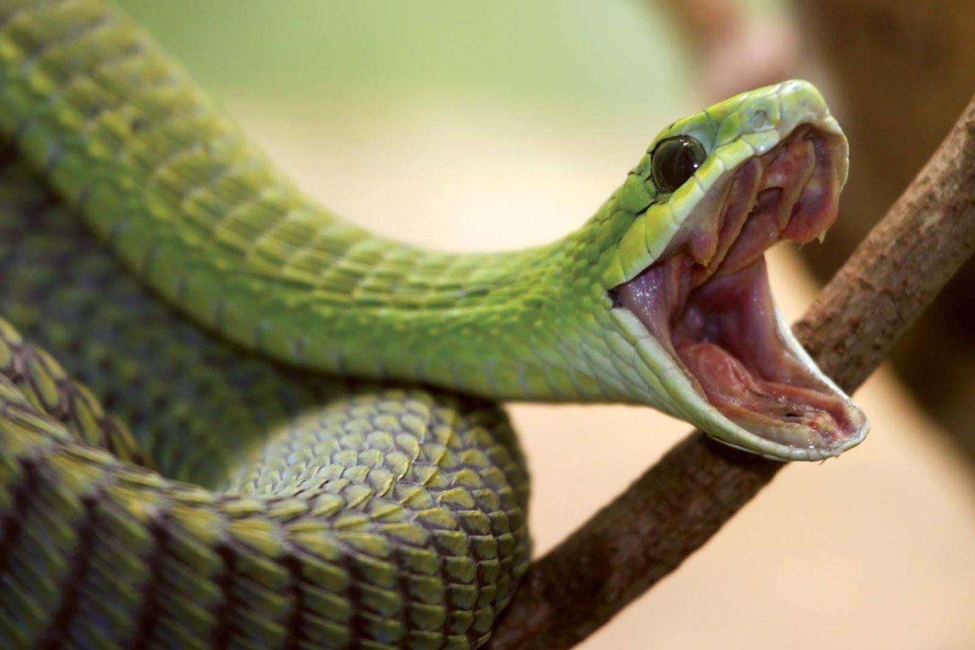 Милые змейки зевают мило