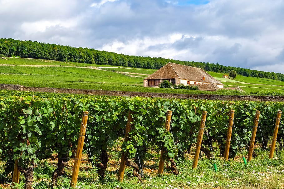 Странный год: французские виноделы собрали самый ранний урожай с 1556 года
