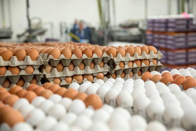Председатель ГКЗЭК опроверг сведения об импорте в Армению яиц