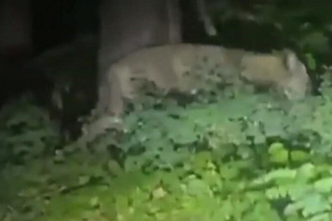 В Германии полиция два дня с дронами и вертолетами искала львицу, а оказалось, что это был другой зверь 
