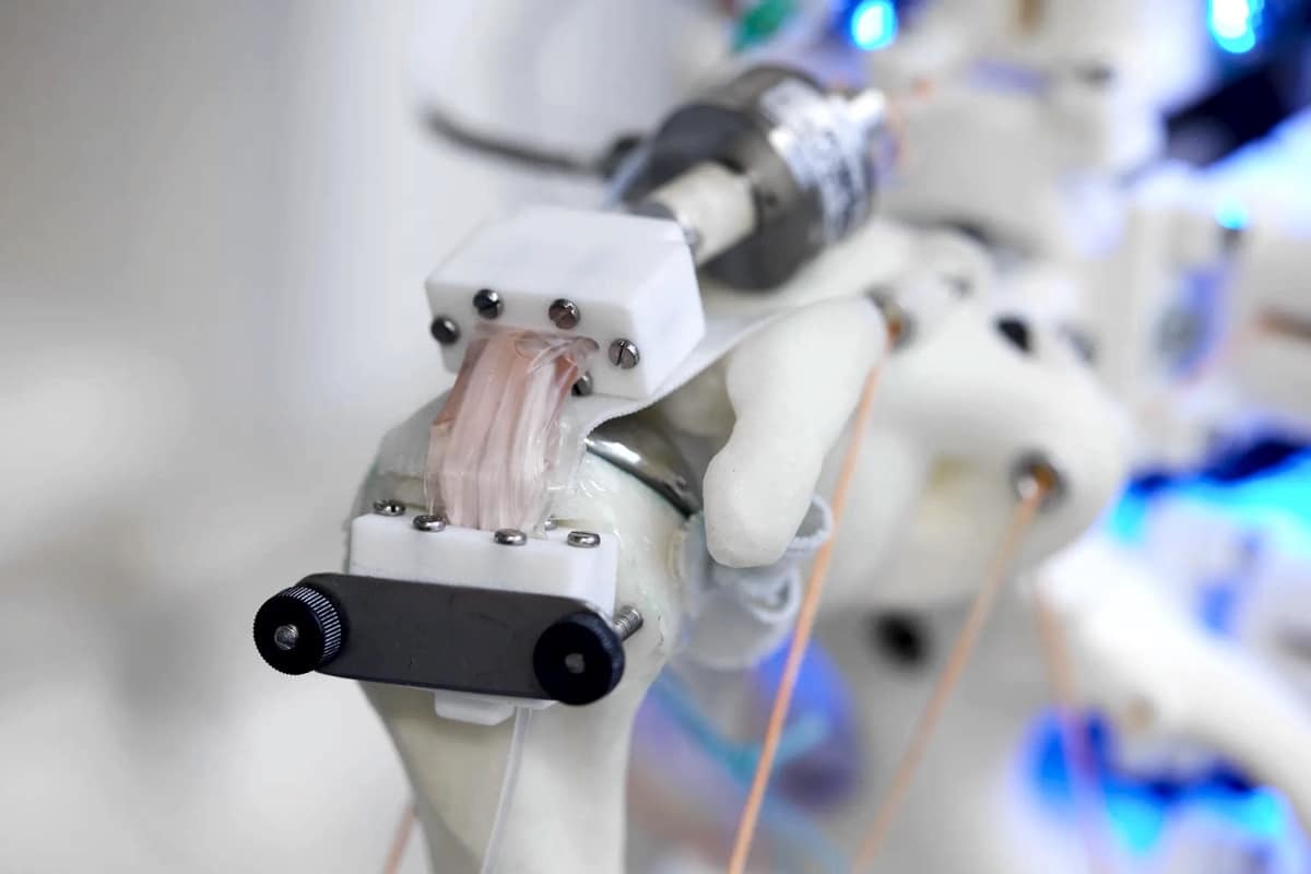 Медицина будущего: впервые человеческие клетки вырастили на скелете антропоморфного робота 
