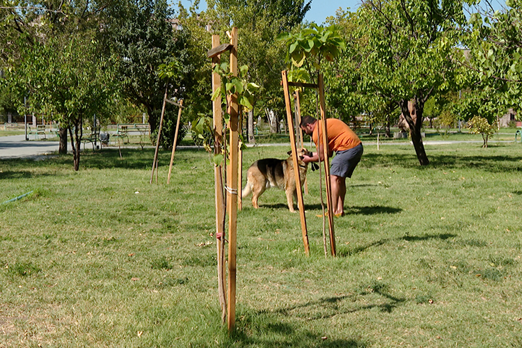Ընտանի շների համար Երևանում հատուկ զբոսայգիներ կստեղծվեն  