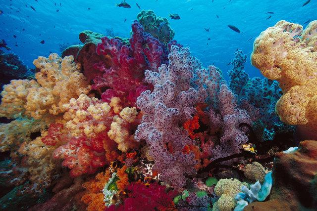 Не только глобальное потепление: нечистоты, которые люди сливают в океан убивают кораллы 