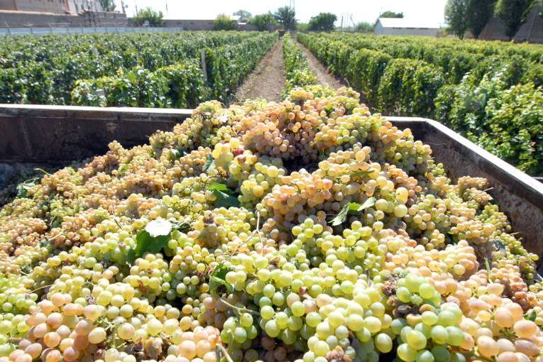 Минэкономики Армении: Есть сложности по заключению договоров о закупке 43 тыс. тонн винограда