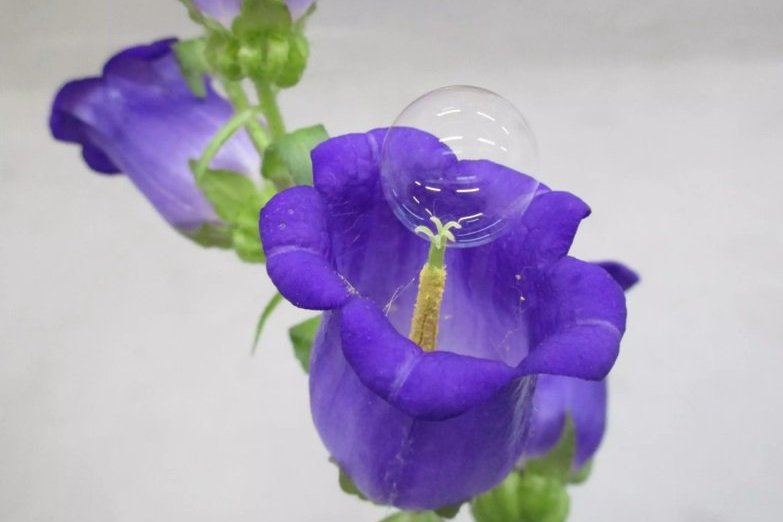 Пчелы больше не нужны? Японские ученые изобрели способ опылять цветы с помощью мыльных пузырей
