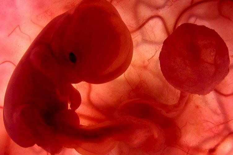 Япония одобрила эксперименты с эмбрионами животных с клетками человека – в соответствии с новыми правилами