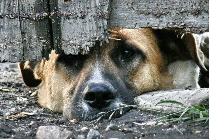 Парламент Армении принял законопроект о криминализации жестокого обращения с животными