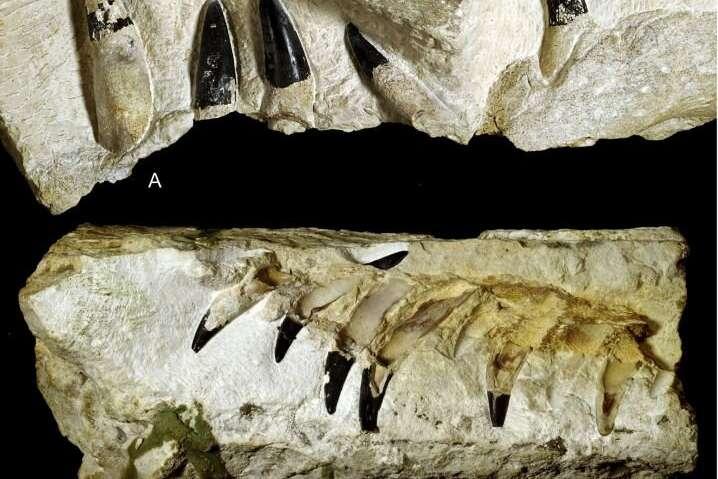 Ученые обнаружили в Польшe окаменелые остатки гигантского морского хищника возрастом 150 млн лет