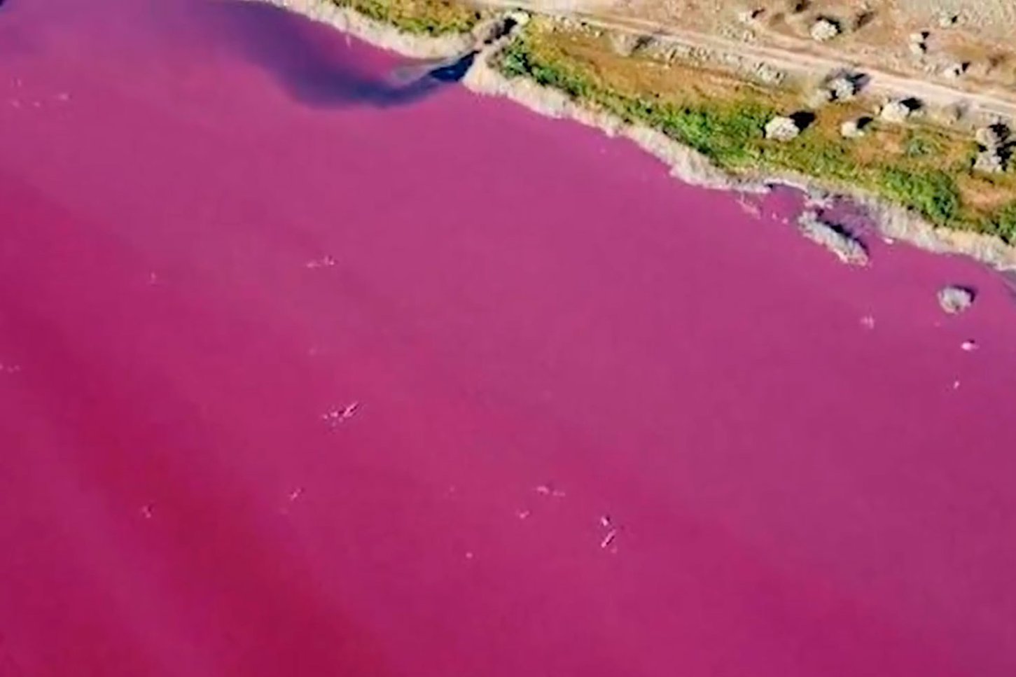 По вине человека: лагуна в Аргентине стала ярко-розовой