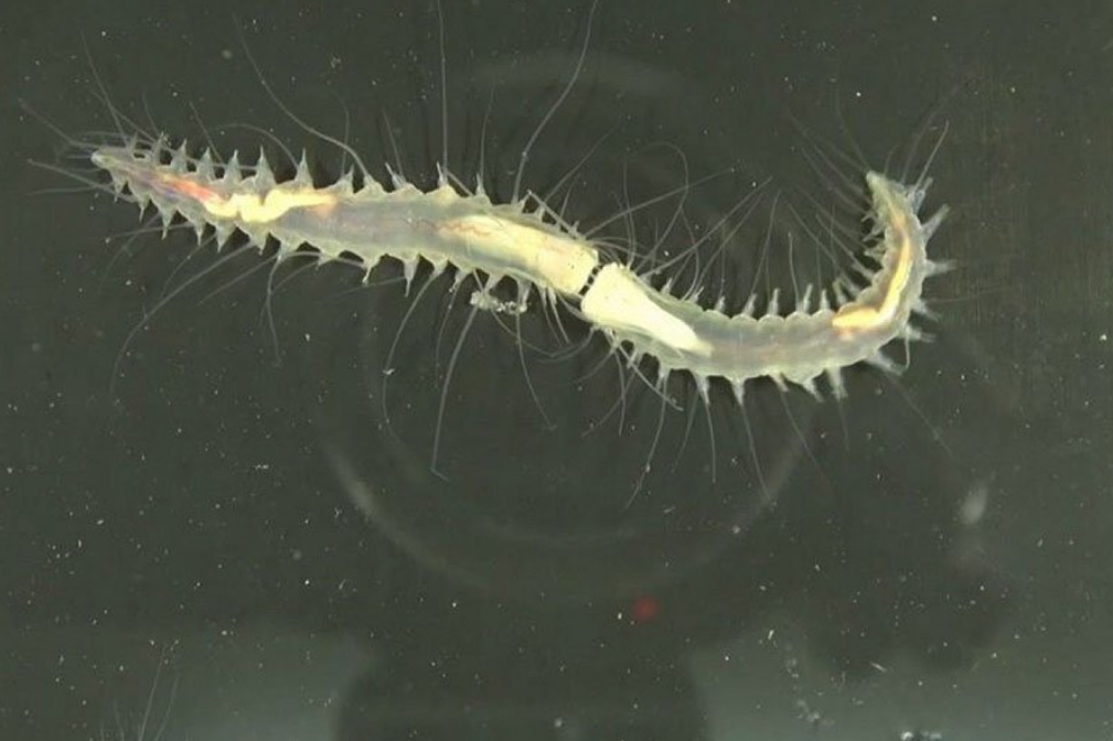 До 157 децибел: один из самых громких звуков в океане издает... небольшой морской червь