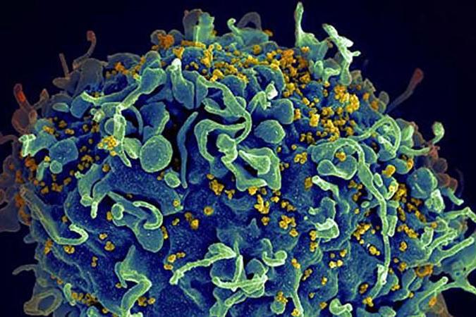 Уже третий пациент избавился от ВИЧ: каким образом это произошли? 