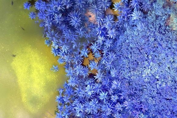Как выглядит Земля в инфракрасном цвете: NASA показала необычные фото