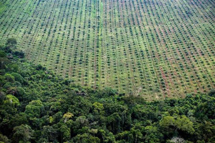 Тропическая почва может стать источником эмиссии углекислого газа, который ускоряет глобальное потепление