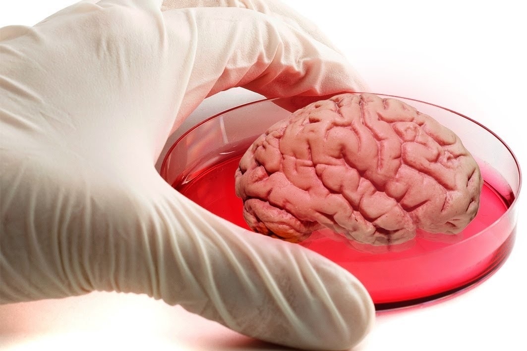 Исследователи вырастили мини-мозг через трехмерную печать из человеческой ткани