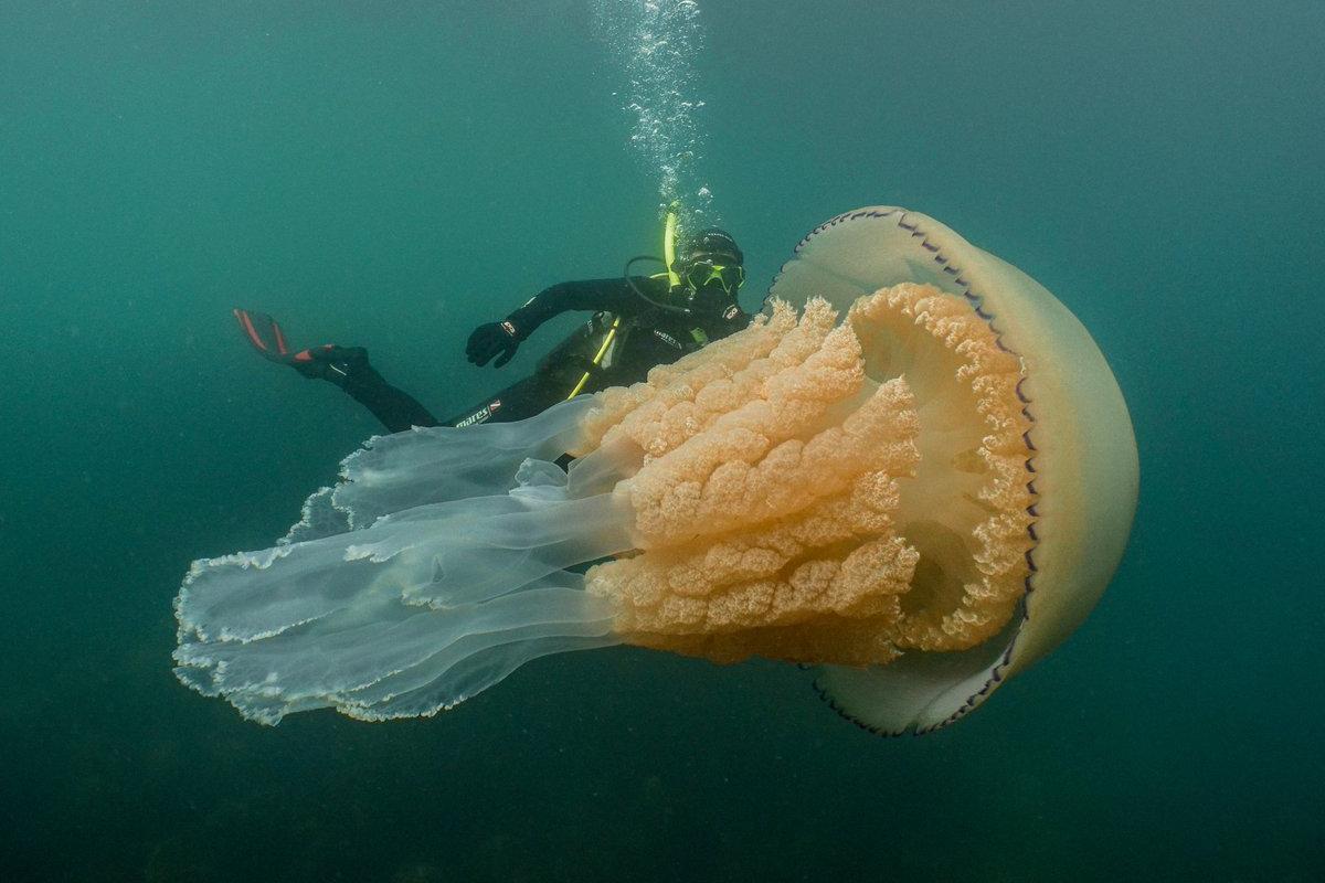 Размером с человека: встреча дайверов с гигантской медузой 