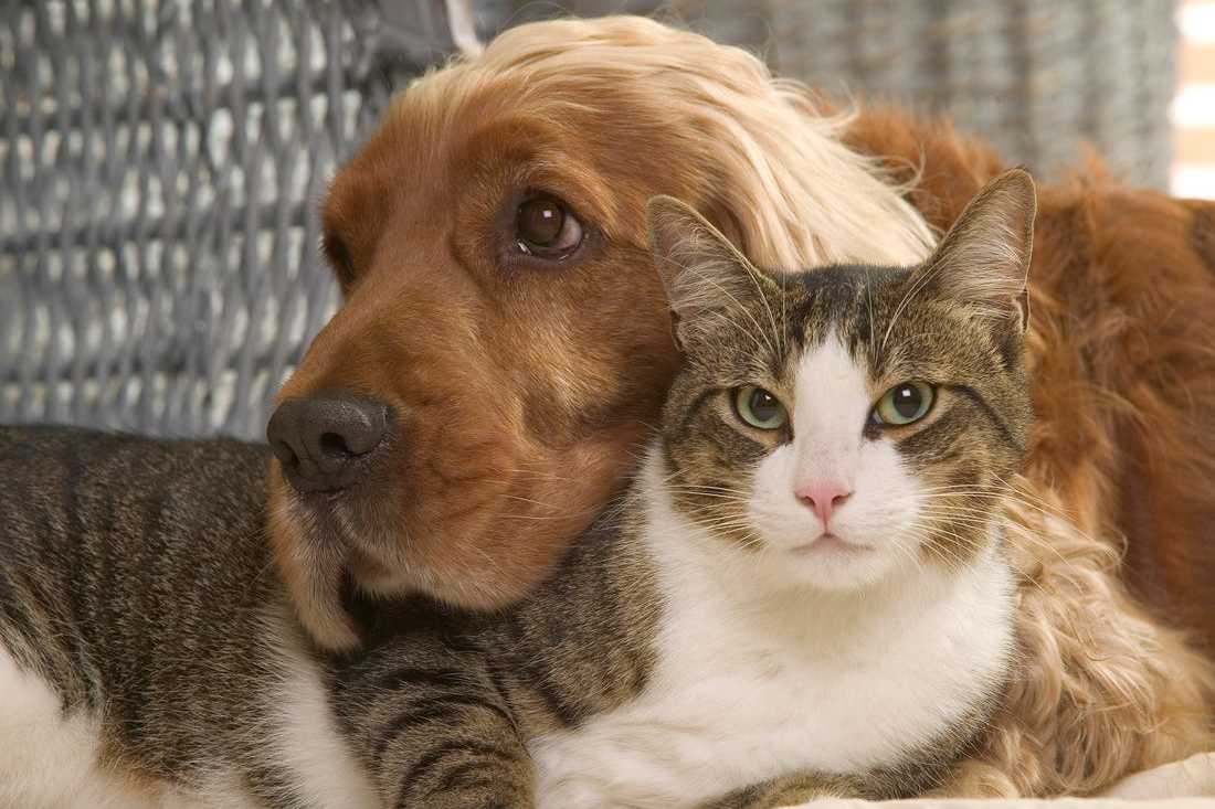 С точки зрения науки: кто умнее – кошки или собаки? 