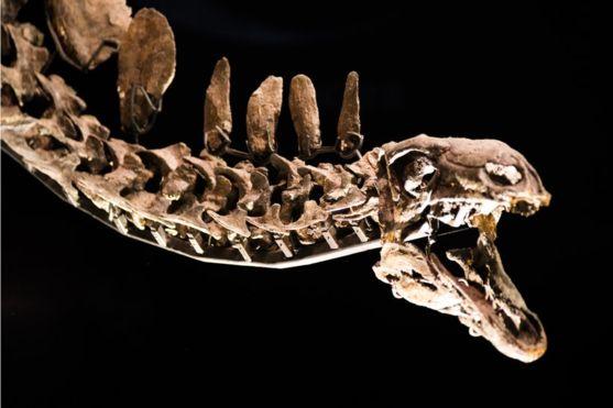 В Марокко обнаружены останки самого древнего из всех известных ученым динозавров: он жил на Земле 168 млн лет назад