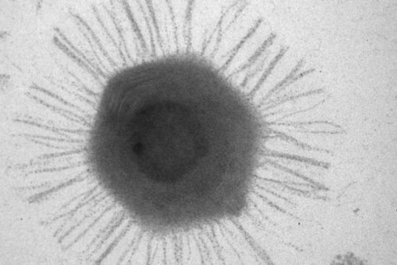 На дне Марианской впадины обнаружены образцы полезных гигантских вирусов