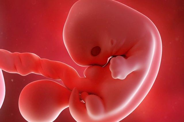 В мускулатуре человеческого эмбриона исследователи нашли наследие палеозоя