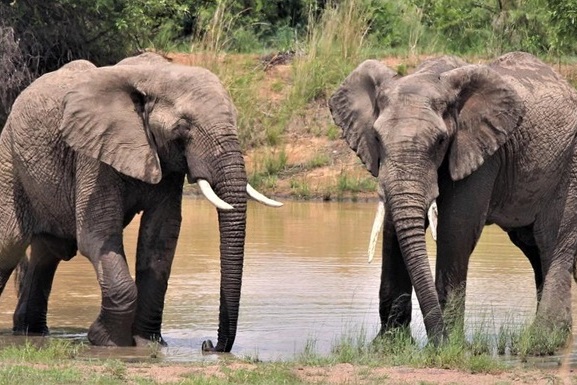 Они в отличие от людей, верны: индиец завещал половину своего состояния двум слонам