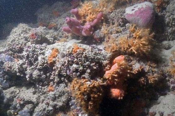 Первая подобная находка за несколько веков: у берегов Италии обнаружен уникальный коралловый риф