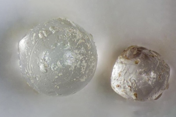 Внутри окаменелых моллюсков обнаружены идеально гладкие шарики из стекла: их происхождение поставило исследователей в тупик