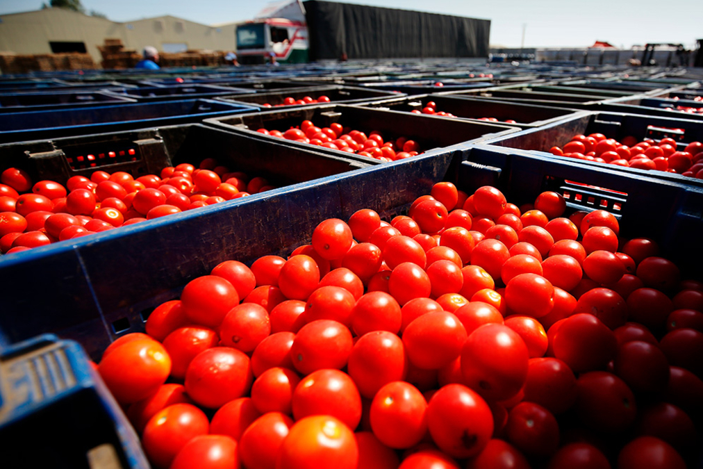 Россия с 5 февраля снимет ограничения на ввоз томатов с 13 предприятий в Армении