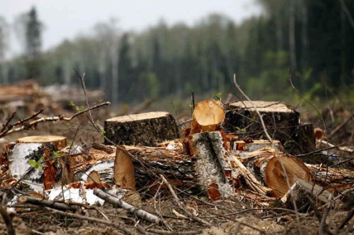 За незаконную вырубку деревьев в Армении будут сажать