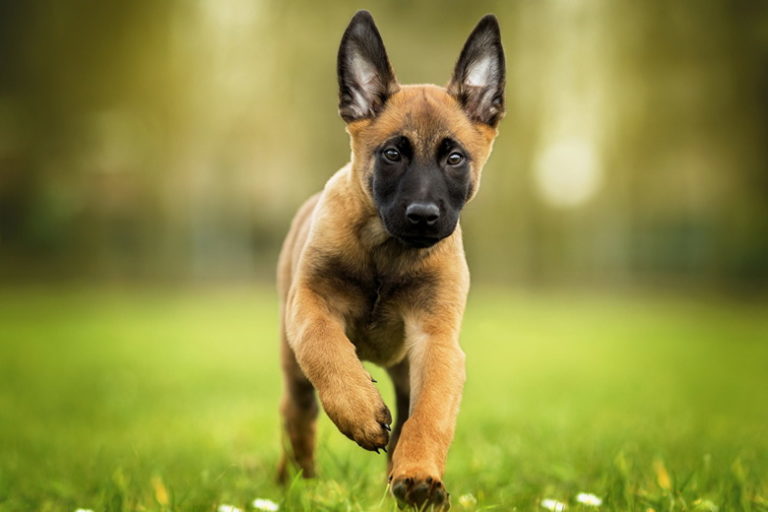 Бельгийская овчарка малинуа возглавила рейтинг самых умных пород собак -  RadioVan.fm