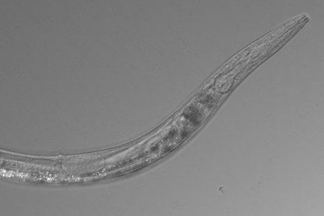 В сверхсоленом озере найдены необычные черви: у них три пола и они могут выживать в концентрированном растворе мышьяка