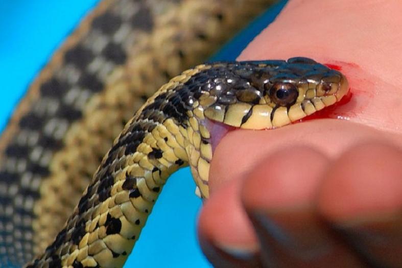 В Суренаване змея ужалила двух женщин: одна из них скончалась