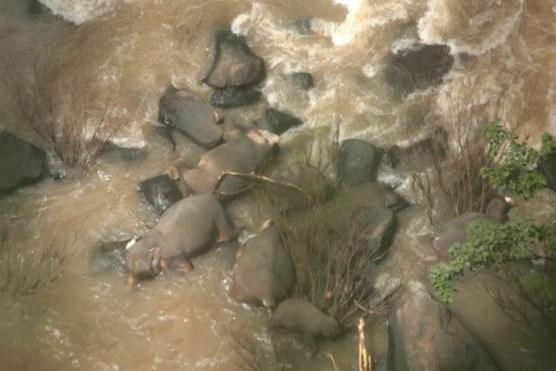 Печальный случай в Таиланде: шесть слонов погибли, пытаясь спасти слоненка