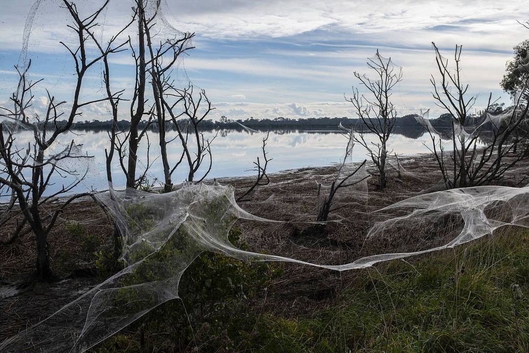 Как декорации к фильму ужасов: в Австралии нашествие пауков
