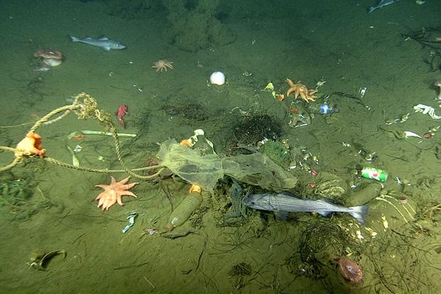 На дне Тихого океана найдены тысячи таинственных дыр различного размера 