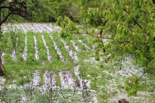 Глава села: Сильный град в Одзуне Лорийской области Армении повредил 80-90% урожая