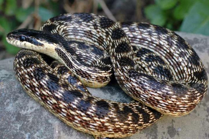 Elaphe urartica: ученые назвали новый вид змей в честь древнего армянского государства Урарту