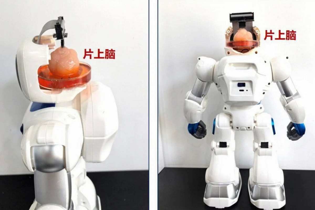 Китайские ученые придумали робота с искусственным человеческим мозгом