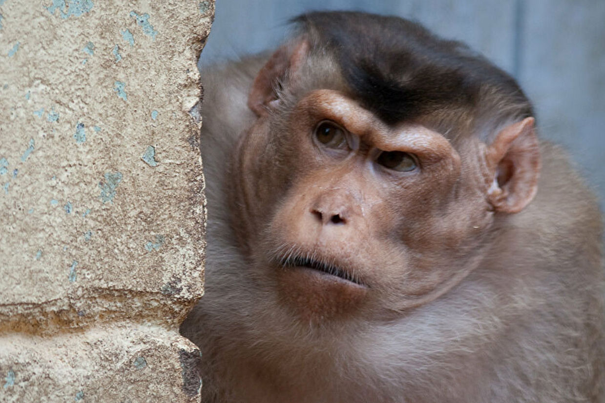 Стая обезьян ограбила исследователей из индийской лаборатории: макаки утащили пробирки с образцами крови, зараженной COVID-19
