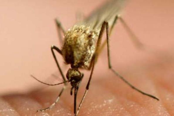ՀՀ-ում մալարիայի բերովի դեպքերն ավելացել են