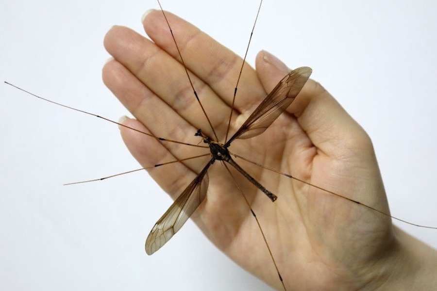 Не укусит, но напугает: в Китае поймали самого большого в мире комара