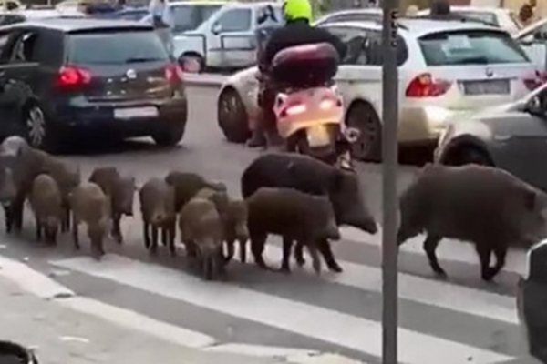 Животные на улицах Вечного города: жители Рима страдают от нашествия диких кабанов