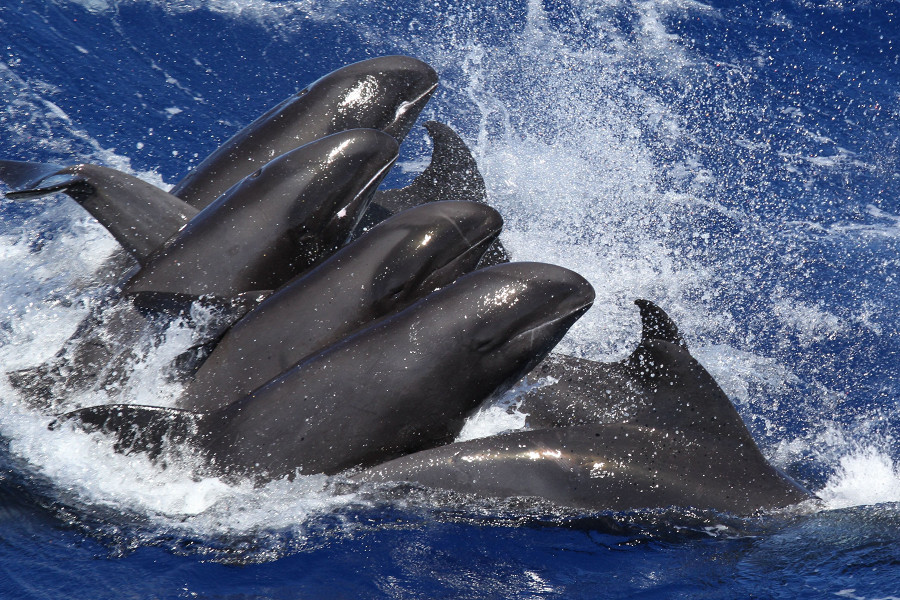 Десятки дельфинов выбросились на берег в Японии по неизвестной причине