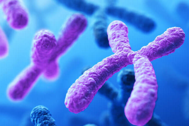 Ученым впервые удалось полностью расшифровать структуру Х-хромосомы человека: открытие открывает новую эру в геномных исследованиях