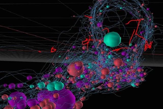 Ученые объявили о создании первой полной карты нервной системы живого организма
