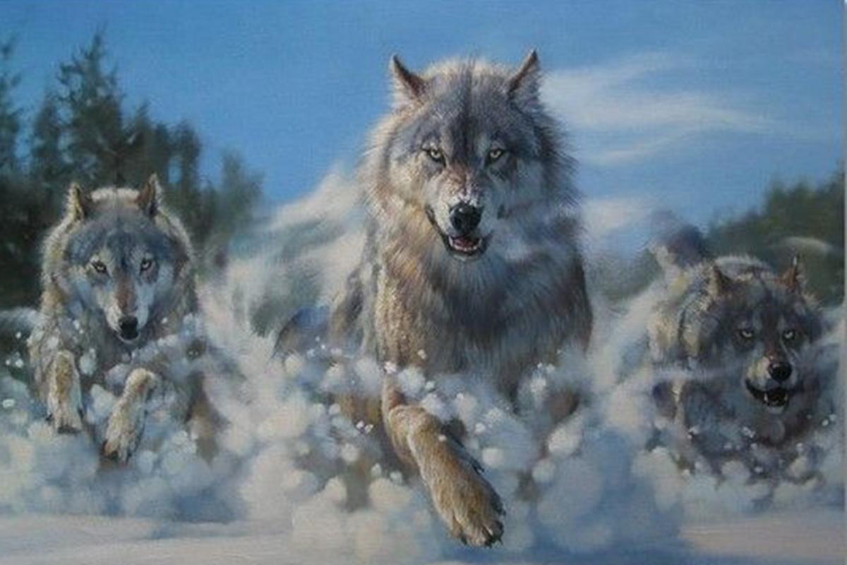 Идет охота на волков…